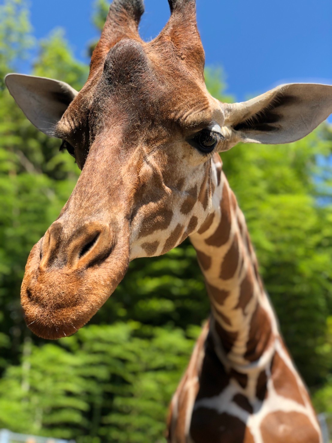 しら とり 動物園