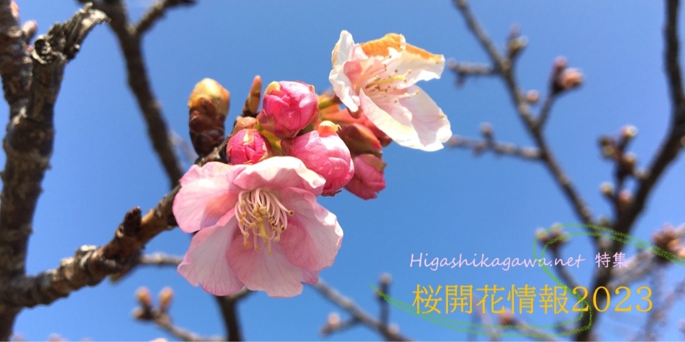 桜開花情報2023