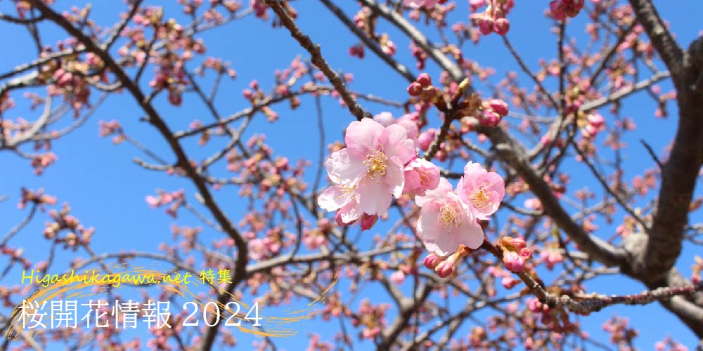 桜開花情報2024