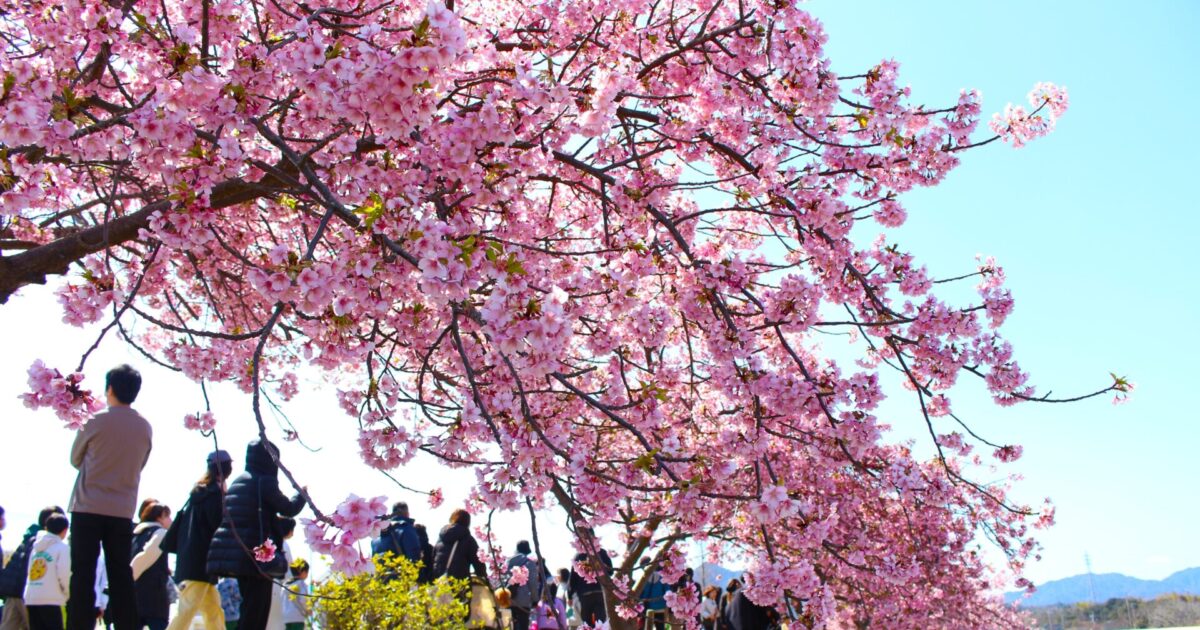 湊川河津桜まつり | 東かがわ市観光情報サイト
